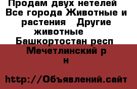 Продам двух нетелей - Все города Животные и растения » Другие животные   . Башкортостан респ.,Мечетлинский р-н